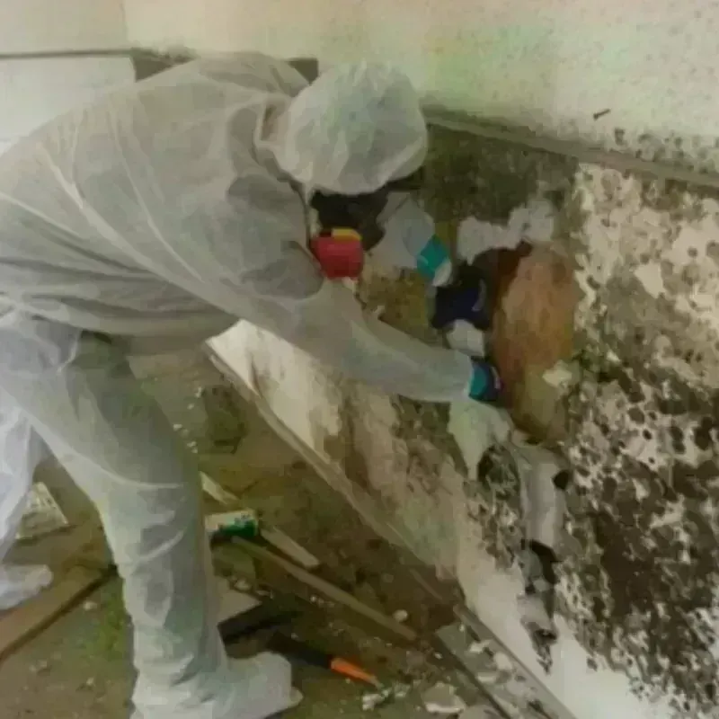 Mold Remediation and Removal in Gold Camp, AZ